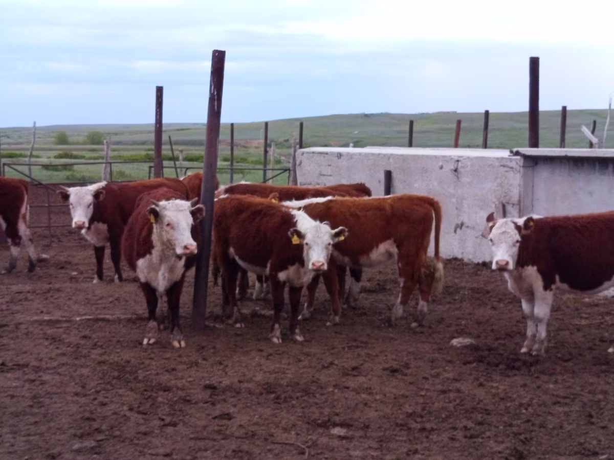 Vaca kazaja de cabeza blanca