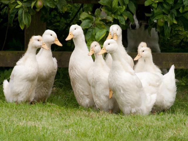 German Pekin
