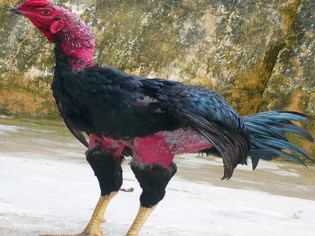 گا نوی